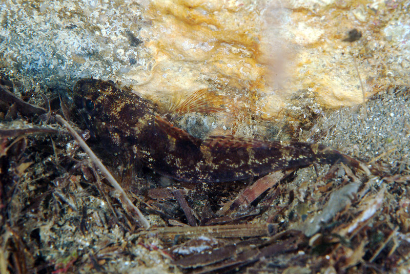 Giovane Gobius paganellus